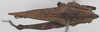 CollectionObject 1581303; afe73456-9a47-492c-8d3f-2191c208ecc2: female, dorsal view (holotype). (CollectionObject).