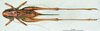 female, dorsal view. Depicts CollectionObject 1502702; 5479f073-3cdd-4c64-929a-d8cf2028e1ae, a CollectionObject.