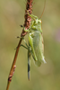 female (Switzerland, Rosenlauital). Depicts Tettigonia cantans (Fuessly, 1775), an Otu.