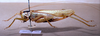 CollectionObject 1541576; bbdb4b11-b975-4a6d-ad27-ecf80d118c53: female, lateral view (topotype). (CollectionObject).
