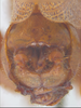 CollectionObject 1578225; ad0dcb8f-d87a-4429-870c-7cd0991b649a: male, terminalia. (CollectionObject).