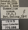 Other on Commellus comma (Van Duzee, 1892): Labels Female. (Observation).