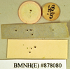 Gyna scutelligera (Walker, 1868): Holotype, unsexed, labels, reverse. BMNH(E)#878080. (Otu).