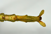 CollectionObject 1556960; 19b0694b-25c8-4afa-af0d-8ab59ee24aea: copyright MONZ, Wellington. female of synonym Acanthoxyla huttoni: end of abdomen, ventral view (holotype). (CollectionObject).