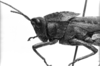 CollectionObject 1523823; 50603291-1ff8-4f1a-a557-26d2f029e872: Image Carbonell, C.S. male head and pronotum, lateral view (syntype of Tropidonotus conspersus). (CollectionObject).