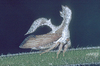 Xiphopoeini Capener, 1966: _Xiphopoeus_. (Otu).