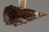 Habitus, dorsal view: !! display not done !! on Vanduzea vestita Goding, 1893: (Observation).