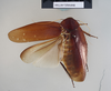 CollectionObject 1573268; 7784ae09-0785-4239-a8b3-add6db57fff2: Copyright NHM, London. Male: dorsal view, non-type. (CollectionObject).