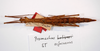 CollectionObject 1564106; 62c66ef7-c80f-466a-b645-e5b23ef3ff67: copyright MNCN, Madrid. female (syntype). (CollectionObject).