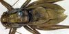 CollectionObject 1502454; 02321fdc-0c83-4931-9ff5-9f10a4472b2b: male, dorsal view (syntype). (CollectionObject).