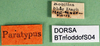 CollectionObject 1502688; 88d840f7-f44d-42f0-8775-046279142bf1: labels (paratype of Metrioptera dofleini). (CollectionObject).