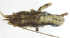CollectionObject 1507290; b2deeb7e-4e1d-408e-90c9-2c931e9b2b1f: female, dorsal view (holotype). (CollectionObject).