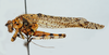 male, lateral view (holotype). Depicts CollectionObject 1537284; FIOC 5974, 7f516c34-038b-40d1-b90b-31a736c4fd5a, a CollectionObject.