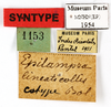 CollectionObject 1587369; MNHN(SF IMPORT DUPLICATE) MNHN-EP-EP1954, 3353f84e-8775-4d56-bdbf-14687ddf5b4e: CC BY-NC-ND 4.0/MNHN - Depraetere Marion - 2014. Non type, male. Specimen number: MNHN-EP-EP1954. http://coldb.mnhn.fr/catalognumber/mnhn/ep/ep1954. (CollectionObject).