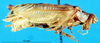 CollectionObject 1537543; 8631c1a6-cf80-4aff-964e-73a184ed458d: male, lateral view (holotype). (CollectionObject).