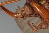 CollectionObject 1505578; 69c03974-eb45-4734-a573-8b8bffe47d8b: Female, lateral view (holotype). (CollectionObject).