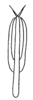 Aedeagus, posterior view on Prairiana exactera (DeLong, 1980): Male: aedeagus, posterior view. (Observation).