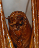 CollectionObject 1532955; edde4113-bad5-47b9-a074-ba435ccd2946: male, terminalia. (CollectionObject).