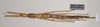 CollectionObject 1558980; 9ce04cf2-0fdf-46a7-a999-2ee5ae1f702f: copyright Natural History Museum, London. female (syntype). (CollectionObject).;CollectionObject 1558981; 1d8be626-f38d-4f0e-9cc5-abf9cf7fbfdf: copyright Natural History Museum, London. female (syntype). (CollectionObject).