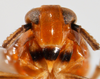Head: !! display not done !! on Pissonotus binotatus Spooner, 1912: (Observation).