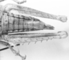 CollectionObject 1524467; a8712fe5-6b0a-4302-8120-61b0fbdc1621: female, abdomen end, dorsal view (holotype). (CollectionObject).