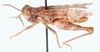 Pseudegnatius reyneckei Dirsh, 1956: male, lateral view. (Otu).