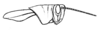 Coptacrella martini Bolívar, 1902: Fig. 37a. female head and pronotum, lateral view (pronotum length 5 mm, tegmina 7 mm). (Otu).