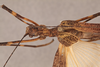 CollectionObject 1562144; ae693930-b631-4500-b1c0-e462940c3224: copyright NHRS, Stockholm. female: head & thorax, dorsal view (holotype). (CollectionObject).