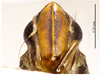 Head on Parapythamus suiyangensis Li & Li, 2011: (Observation).