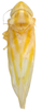 Habitus, dorsal view on Erythridula morrisi (Hepner, 1977): Habitus (MSU collection). (Observation).