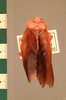Ataxigamia bicolor Shelford, 1910: Copyright UMO, Oxford. Type, dorsal view. (Otu).
