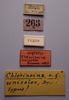 CollectionObject 1506819; 61a263f5-4d70-4723-b78d-701e178ed4ff: male, labels (syntype). (CollectionObject).