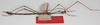 CollectionObject 1563069; c3666a36-78e0-441a-8c61-a24ccf583f64: copyright ZSMC. male, lateral view (holotype). (CollectionObject).