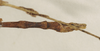 CollectionObject 1961436; NHMUK(SF IMPORT DUPLICATE) 844571, dd55e6f8-0782-47b6-a22b-3baca228529f: copyright Natural History Museum, London, photo by Paul Brock. male: end of abdomen, dorsal view of synonym Pericentrus multilobatus (lectotype). (CollectionObject).