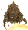 CollectionObject 1521827; OUM 693, 3bbfb75d-64ae-4816-9c8b-f50436bf0716: male, frontal view (holotype). (CollectionObject).