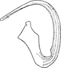 Aedeagus, lateral view: Aedeagus, lateral view. (Observation).