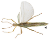 CollectionObject 1582864; Depo SF.DepoID 3769, Coll. RC 16-097, d9770bd5-4053-44ca-af11-2d66158cdee0: copyright Royce Cumming. male, dorsal view (paratype). (CollectionObject).