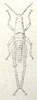 Stenoscepa picta (Bolívar, 1884): Pl. II, 10. female, dorsal view. (Otu).