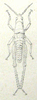 Pl. II, 10. female, dorsal view. Depicts Stenoscepa picta (Bolívar, 1884), an Otu.