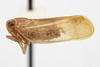Habitus, lateral view: (Observation).