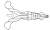 Dichroplus misionensis Carbonell, 1968: Fig. 93. endophallus, dorsal view. (Otu).