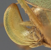 CollectionObject 1505674; 71fade10-722d-4615-9fdd-af5c3326a9b6: female ovipositor (syntype). (CollectionObject).