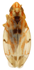 Habitus, dorsal view: !! display not done !! on Erythroneura octonotata Walsh, 1862: Habitus (holotype of E. comes var. compta McAtee, USNM collection). (Observation).