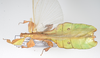 CollectionObject 1600493; ab76dd69-e627-4e2d-beac-137325cdaa4b: collection/copyright Frank Hennemann. male, lateral view (paratype). (CollectionObject).