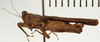 CollectionObject 1574545; NHRS NRM-ORTH 13488, 56385304-ee61-4902-b567-b04ca65697b7: male, lateral view (syntype). (CollectionObject).