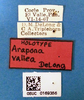 Other on Arapona vallea DeLong, 1979: Male holotype [OSU]: labels. (Observation).