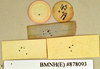 Hyposphaeria aspera (Walker, 1868): Holotype, male, labels, reverse. BMNH(E)#878093. (Otu).