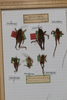 CollectionObject 1505596; 12a843f1-b3c7-4b55-80ef-1855a08ffb82: Syntypes, in drawer. (CollectionObject).
