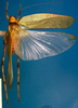 CollectionObject 1500503; dfc38884-7aad-4664-9e3f-a9dc9fd69d42, DORSA BTarascuHTM: male, dorsal view (holotype). (CollectionObject).