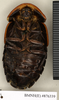 CollectionObject 1572960; 88aa3f46-c5fd-4fc0-afeb-ed933c414658: Copyright Natural History Museum, London. Non-type (adult female) in BM(NH). Ventral view. (CollectionObject).
